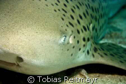 Leopard shark in Bida Nok, Phi Phi Islands, Canon EOS 350... by Tobias Reitmayr 